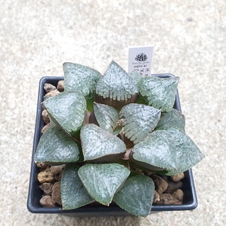 พร้อมส่ง!!ฮาโวเทีย Haworthia springbokvlakensis hybrid Kaurijimaจัดส่งแบบล้างราก