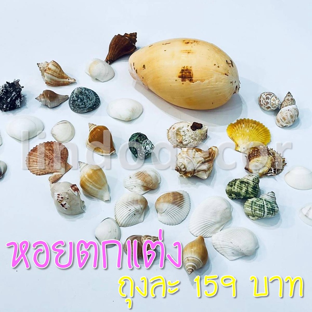 เปลือกหอยธรรมชาติ เหมาะกับงานฝีมือต่างๆ แต่งตู้ปลา จัดโหล งานไหนก็เอาอยู่ DIY พร็อพแต่งบ้าน