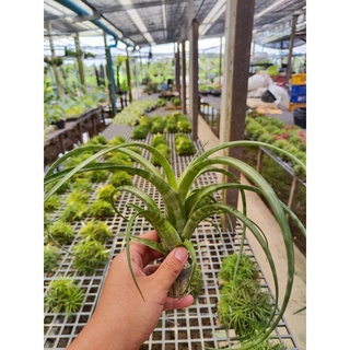 Tillandsia Flexuosa Twisted สับปะรดสี