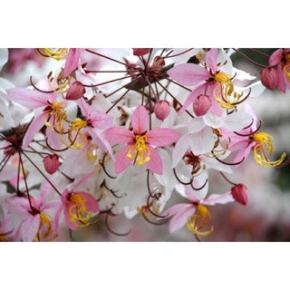 เมล็ดพันธุ์ 50 เมล็ด กัลปพฤกษ์ (Cassia bakeriana) ชัยพฤกษ์, กานล์, เปลือกขม, กาลพฤกษ์ ดอกสีชมพูขาว ให้ดอกเป็นช่อ