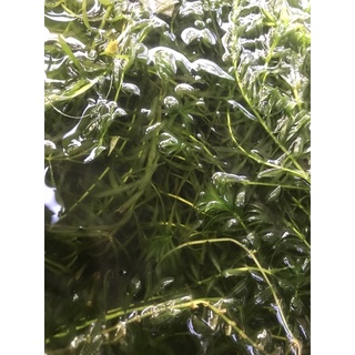 สาหร่ายหางกระรอก 200G สด ใหม่ สวยงาม เส้นอวบ สินค้าไม่รับประกันการเน่าเสียจากการจัดส่งทุกกรณี
