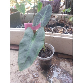 💃💃colocasia aloha ราคามิตรภาพ 🌾🌾