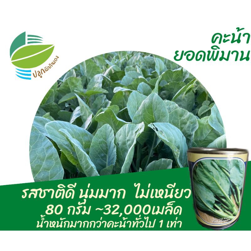 คะน้า ~24,000 เมล็ด รสชาติสุดยอด นุ่มมาก ไม่เหนียว ใหญ่หนัก งอกดี ไม่ต้องหว่านถี่