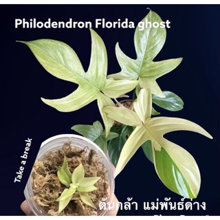 ต้นกล้า philodendron Florida Ghostก้ามกุ้งโกสมิ้นท์