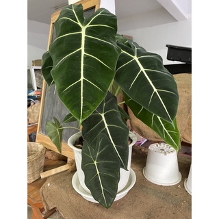 ฟรายเด๊กซ์ ฟรายเด๊ก ฟายเด๊กซ์ Alocasia Frydek อโลคาเซีย ฟายเด๊ก กระถาง 6"🪴