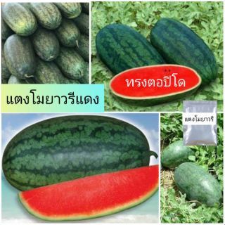 แตงโมยาวรีแดง เมล็ดพันธุ์ ซอง10เมล็ด 🍉 หวาน อร่อย พร้อมส่ง