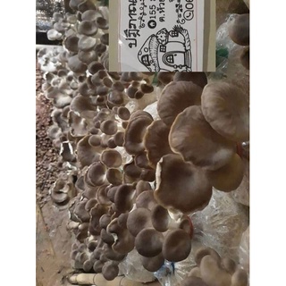 เห็ดนางฟ้าภูฐานชุด20ก้อน240บาทพร้อมคู่มือ