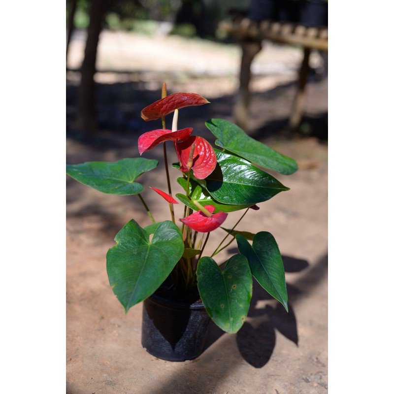 หน้าวัวพันธุ์ฮอลแลนด์(สีแดงสด) ไม้ฟอกอากาศอย่างดี🌺🌺
