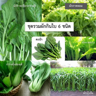 Mini vegetable set ชุดเมล็ดผักกินใบ 6 ชนิด ซื้อ 10 แถม 1 ทันที