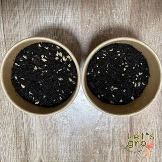 [หญ้าแมว] ชุดพร้อมปลูกต้นอ่อนข้าวสาลี Let’s grow📌📌ลดราคาพิเศษ 🎉พร้อมโค้ดส่วนลด‼️