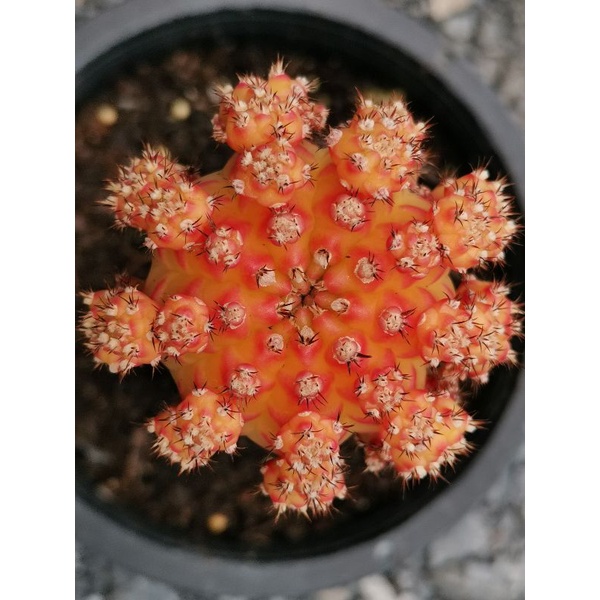 โมโมทาโร่ 🌵หน่อเด็ดสด 1 หน่อ🌵 1.5 cm.+  # Cactus แคคตัส กระบองเพชร ไม้อวบน้ำ ไม้กราฟ ราคาถูก Gymnocalycium​ momotaro