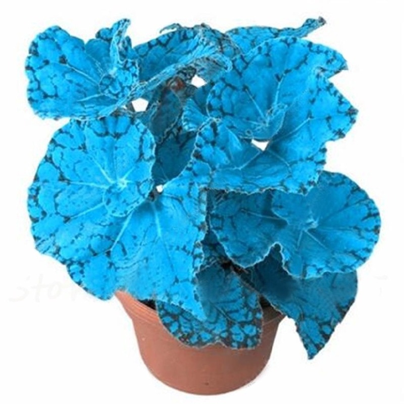 ผู้จำหน่ายเมล็ดพันธุ์)30pcs New Garden Blues Plants Coleus Seeds Multicolor  Color Begonia Plants Bonsai Flowerการันตีอั | Shopee Thailand