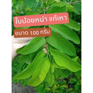 ใบน้อยหน่า ใช้ฆ่าเหา สดๆจากต้น ปลอดสารพิษ100% เก็บสดตามออเด้ด ขนาด 100 กรัม