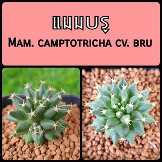 แมมบรู (Mam. camptotricha cv. bru) ไม้เมล็ด หายาก น่าสะสม