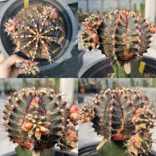 ยิมโนด่าง ออเรนจิ แม่พันธุ์ ตรงปก​ -​1- Orenji Gymnocalycium​ Cactus แคคตัส กระบองเพชร ไม้อวบน้ำ ไม้กราฟ ราคาถูก โอเรนจิ