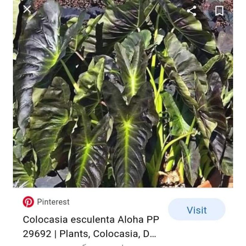 colocasia​ aloha.บอนนอกสวยๆดำๆ