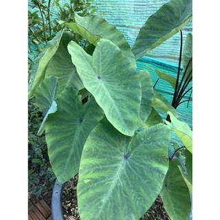 เลม่อนไลม์ก้านแดง Colocasia lemon lime