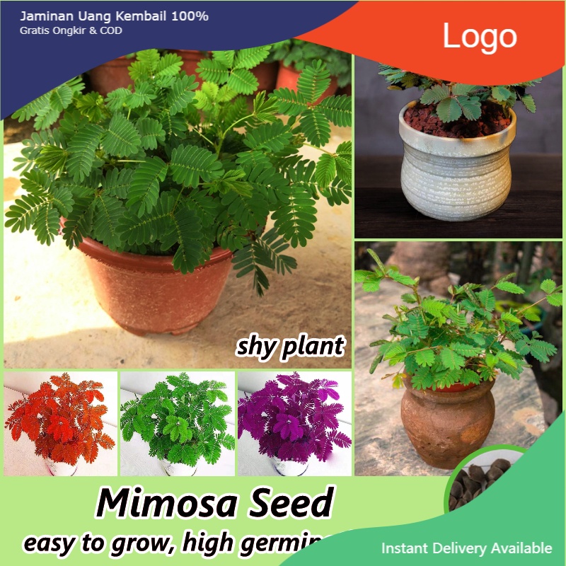 ไทยแลนด์สปอต 150เมล็ด/ห่อ บอนสี เมล็ดพันธุ์ ผักกระเฉด Mimosa Flower Seeds for Planting Plants พืชที่น่าสนใจ เมล็ดบอนสี
