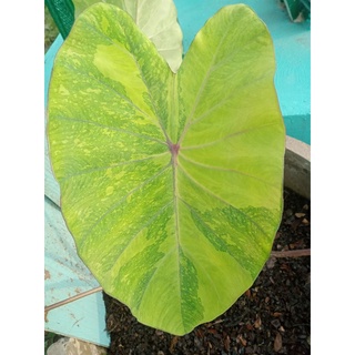 บอนเลมอนไลม์ ใบด่างสวย Colocasia lemon lime gecko