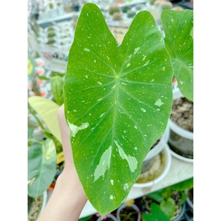 colocasia milky way  มิ้งกี้เว ต้นแข็งแรง รากเยอะ