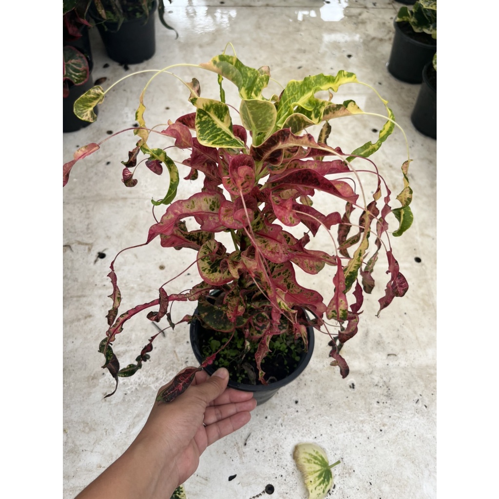 มุมมอง 2