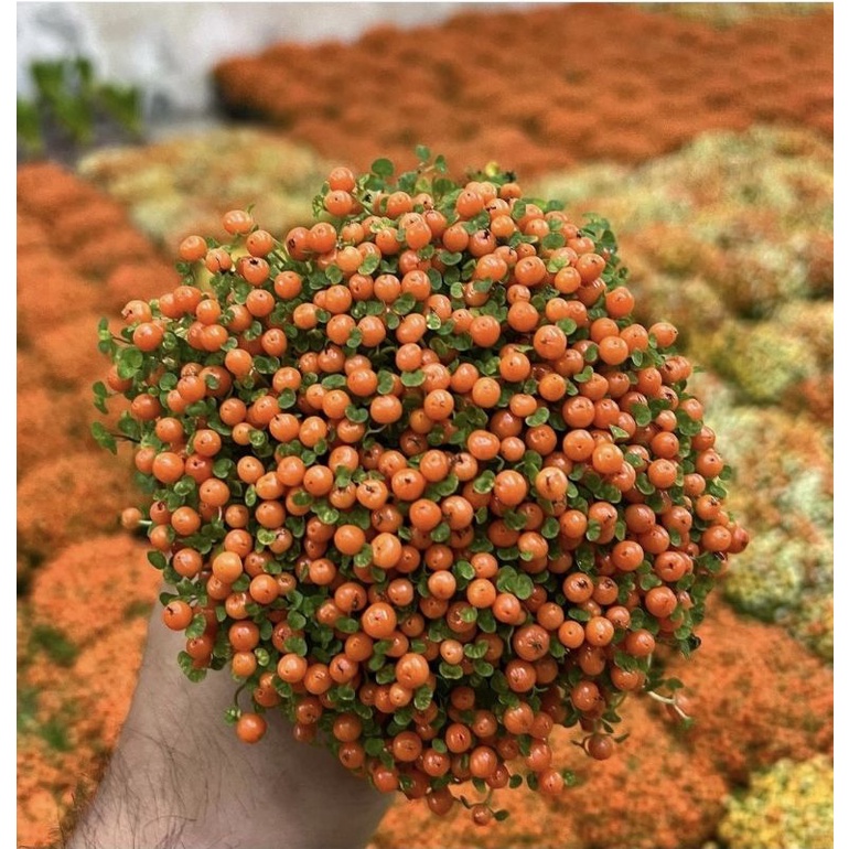 ส้มจิ๋ว เนอเทร่า นำเข้าจากฮอลแลนด์ ปรับสภาพในไทยแล้ว