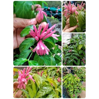 ราตรีสีชมพู 🌱🌱ต้นไม้