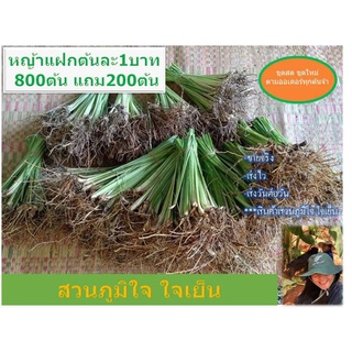 หญ้าแฝกต้นละ1บาท 800ต้น แถมฟรี200ต้น