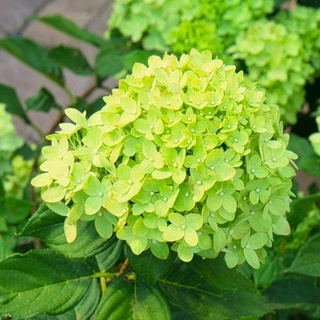 20 เมล็ด เมล็ดไฮเดรนเจีย Hydrangea Seeds สีเขียว ไฮเดรนเยียสายพันธุ์ฝรั่งเศส