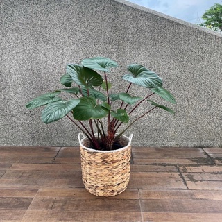 [ลด15% โค้ด"2ZNSQW”] Plant Pot : กระถางต้นไม้ กระถางผักตบชวาสาน กระถางมินิมอล กระถางต้นไม้มินิมอล กระถางสาน