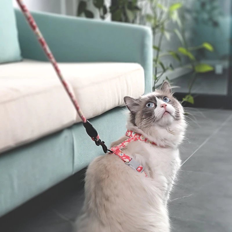 🐾สินค้าพร้อมส่ง🐱สายจูงสัตว์เลี้ยง สายจูงแมว น่ารัก 1.5M ปรับได้ thumbnail 6
