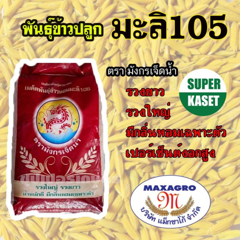 พันธุ์ข้าว มะลิ105 ข้าวปลูก พันธุ์หอมข้าวมะลิ 105 มังกรเจ็ดน้ำ กรมการข้าว บรรจุ กระสอบ*19kg.