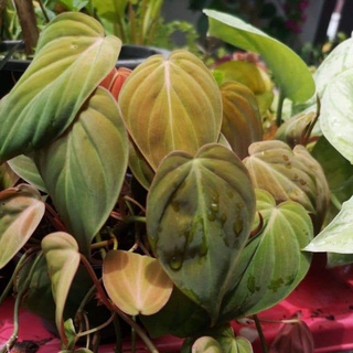 พลูสนิม ใบกำมะหยี่ Philodendron hederaceum micans