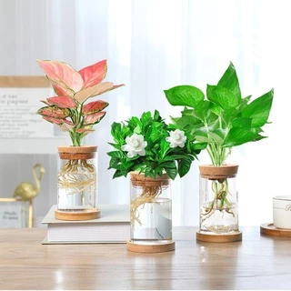 แก้ว borosilicate สูงหม้อดอกไม้ไฮโดรโปนิกส์ขวดแก้วพืชไฮโดรโปนิกส์