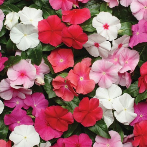 แพงพวยฝรั่ง🌸คละสี📌คุ้มค่าที่สุด 19บ. 📌30 เมล็ด👍งอกง่าย☘️แพงพวยคละสี ปลุูกง่าย