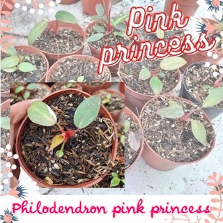 1 กระถาง ต้นพิงค์ปริ้นเซส Philodendron pink princess พิ้งปริ้นเซส เจ้าหญิงสีชมพู คละต้นจัดส่งพร้อมกระถาง