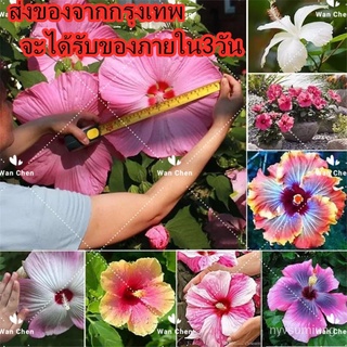 （มีของแจก）100 เมล็ด Hibiscus Flower Seeds พันธุ์ไม้หายาก เมล็ดพันธุ์ บอนสี เมล็ดพันธุ์ดอกไม้ /เมล็ด ผัก ปลูก สวนครัว คละ