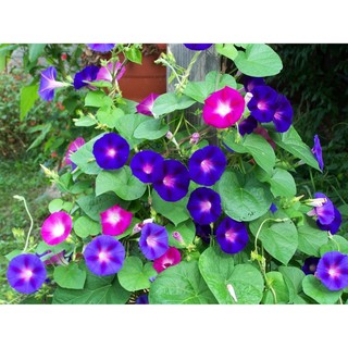 เมล็ดพันธุ์ มอร์นิ่งกลอรี คละสี หรือ ดอกผักบุ้งฝรั่ง (Mixed Morning Glory Flower) บรรจุ 10 เมล็ด คุณภาพดี