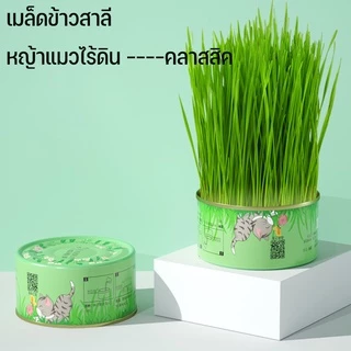 พร้อมส่ง！！หญ้าแมว ออร์แกนิค ต้นอ่อนข้าวสาลี ต้นข้าวสาลี สำหรับสัตว์เลี้ยง ต้นหญ้าแมวพร้อมทาน ส่งเสริมการย่อยอาหาร