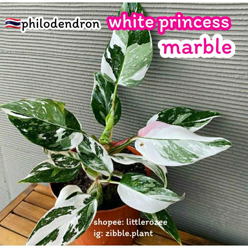 🇹🇭พร้อมส่ง🇹🇭philodendron white princess ต้นไม้ฟอกอากาศ pink princess zibble.plant