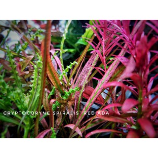 cryptocoryne spiralis tiger / red ada #ต้นไม้น้ำ สีแดง