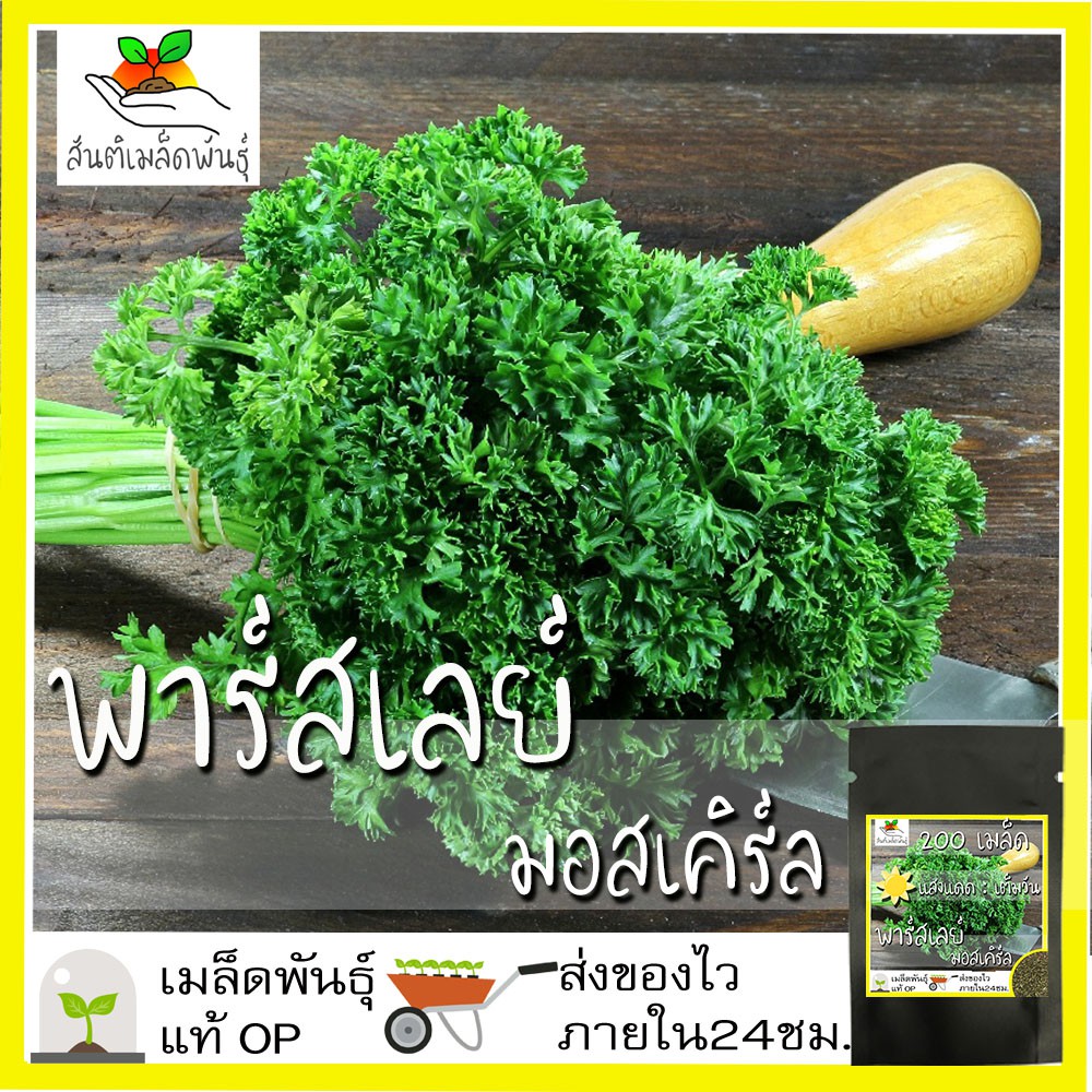 เมล็ดพันธุ์ พาร์สเลย์ มอสเคิร์ล 200 เมล็ด Moss Curled Parsley Seed เมล็ดพันธุ์แท้ นำเข้าจากต่างประเทศ ปลูกผัก สวนครัว