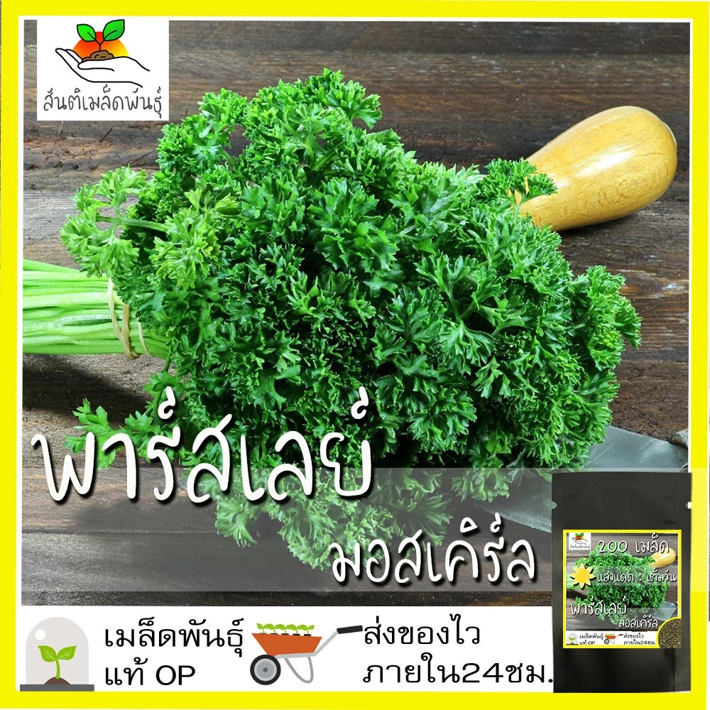 เมล็ดพันธุ์ พาร์สเลย์ มอสเคิร์ล 200 เมล็ด Moss Curled Parsley Seed เมล็ดพันธุ์แท้ นำเข้าจากต่างประเทศ ปลูกผัก สวนครัว