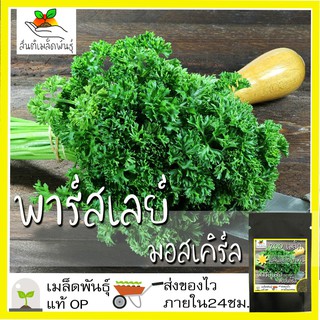 เมล็ดพันธุ์ พาร์สเลย์ มอสเคิร์ล 200 เมล็ด Moss Curled Parsley Seed เมล็ดพันธุ์แท้ นำเข้าจากต่างประเทศ ปลูกผัก สวนครัว