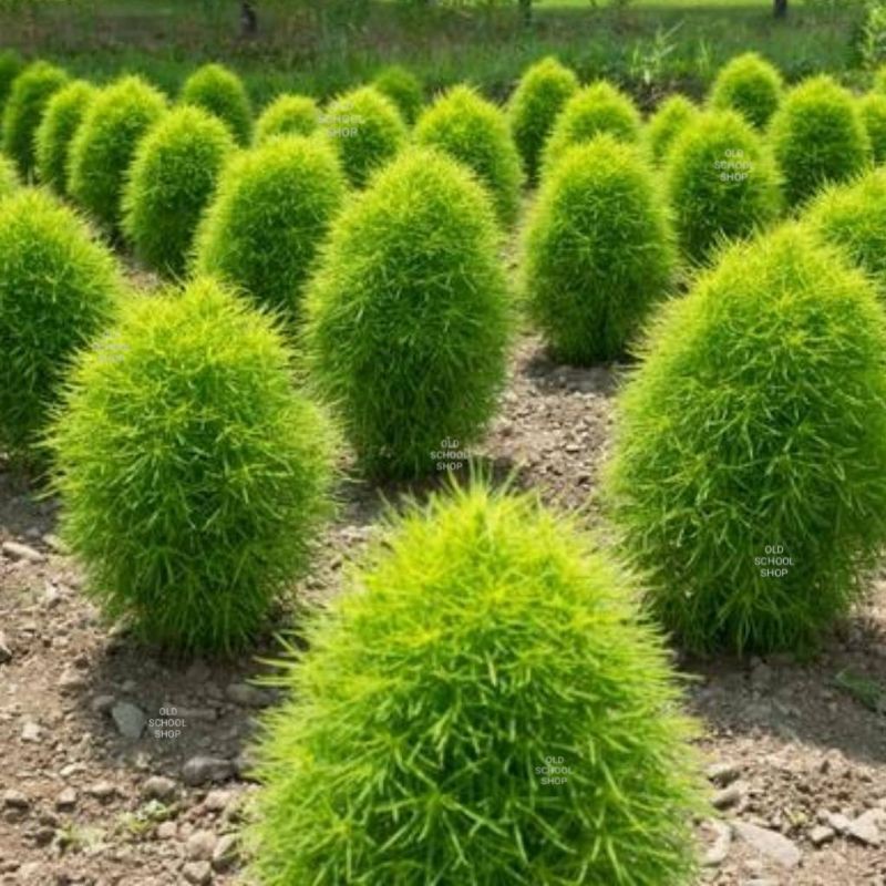 เมล็ดพันธุ์หญ้าญี่ปุ่นโคเชีย Kochia บรรจุ 400 เมล็ด 150 บาท