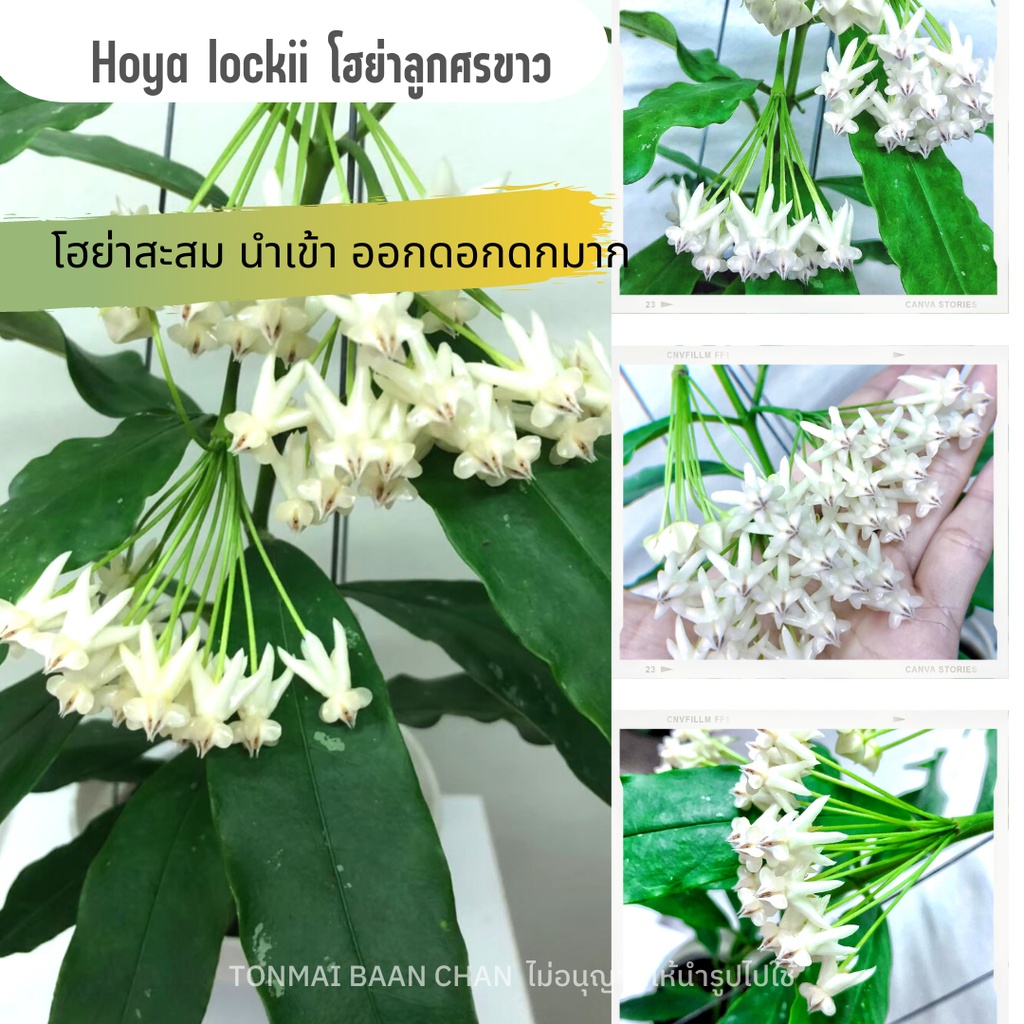 Hoya locki โฮย่าร๊อคกี้ ดอกสีขาวล้วน ออกดอกดกมาก ไม้นำเข้า ไม้แขวนประดับ แถมลวดแขวน