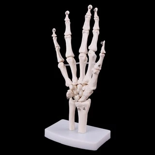 *❤❤Hand Joint Anatomical Skeleton Model Medical Anatomy Study Tool Life Size