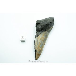 [อายุกว่า 20 ล้านปี!] #M2 ฟอสซิล ฟันฉลามยักษ์ Megalodon Fossil Tooth ขนาด 4.33" หนัก 92.9g จาก USA