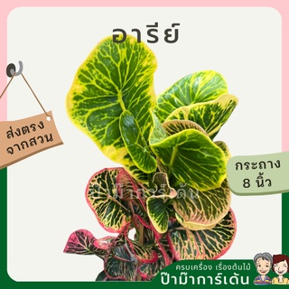 โกสน อารีย์ส่งพร้อมกระถาง 8 นิ้ว