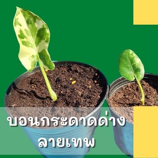 1 ต้น !Alocasia macrorrhizos ต้นบอนกระดาดด่างขาว จากต้นแม่ด่างแท้ จัดส่งพร้อมกระถาง 3 นิ้ว ไม้ด่างแท้รับประกันด่างลายเทพ